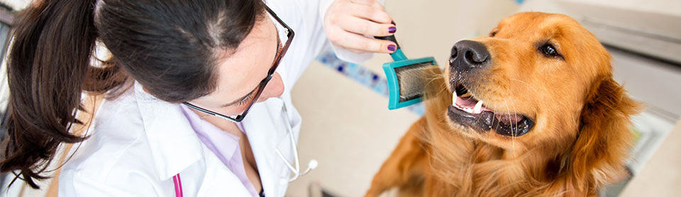 vet-grooming-a-beautiful-dog-at-the-spa-134555771.jpg vet-grooming-a-beautiful-dog-at-the-spa-134555771.jpg
